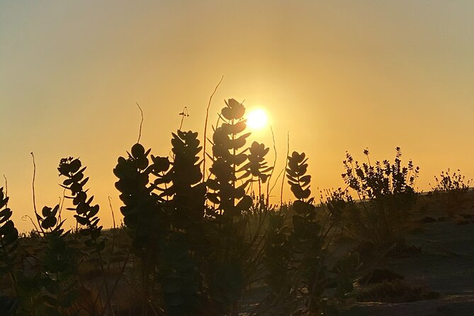 2-Day Overnight Desert Experience - Dinner, campfire stories, and a night under the sky