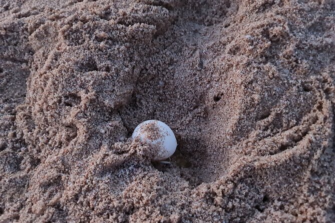 2-day Private Tour to Ras Al Hadd - Fins Beach brings wide white sands