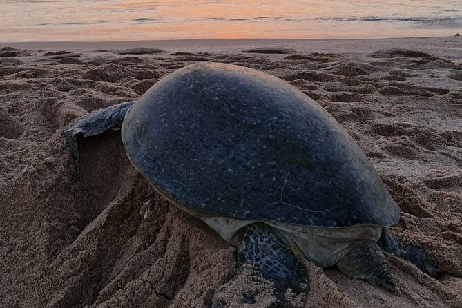 2-day Private Tour to Ras Al Hadd - The turtle outing is worth planning around