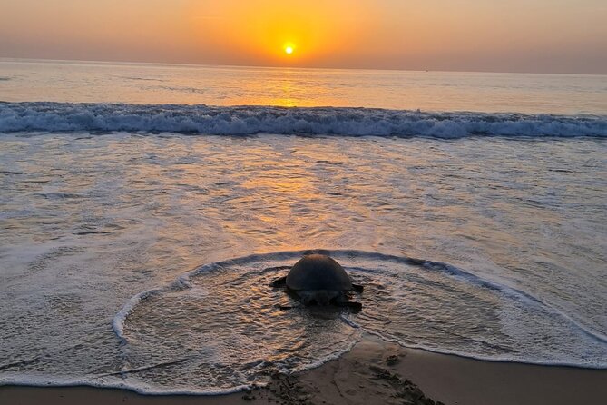 2-day Private Tour to Ras Al Hadd - Sur shows Oman’s handmade boat tradition
