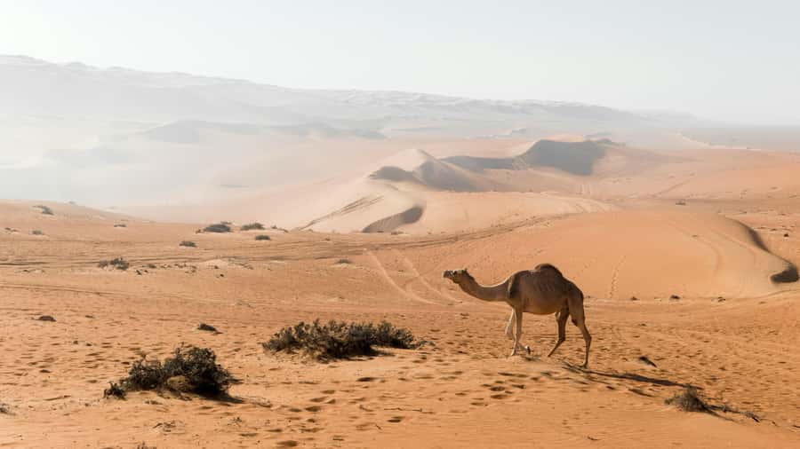 2 Days and 1 Night Private Wahiba Sands Desert with Wadi - Entering Wahiba Sands by 4WD