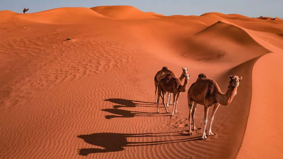 2 Days and 1 Night Private Wahiba Sands Desert with Wadi - Guides make or break this private experience