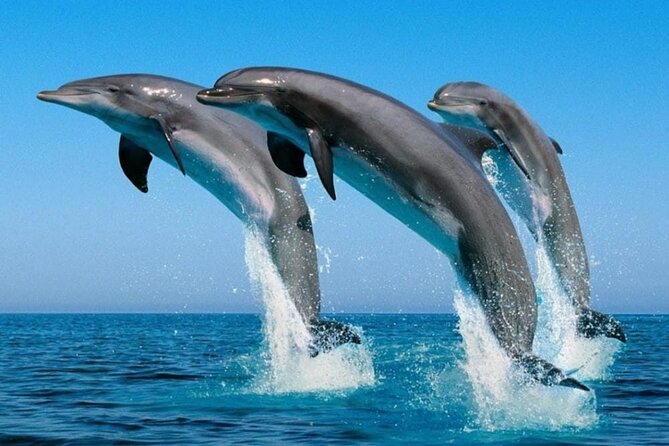 2 Hour Dolphin Watching Experience in Muscat - Is $49.99 a fair price?