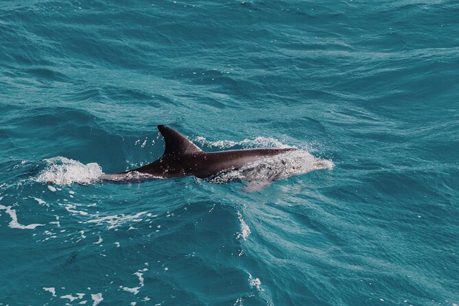 2 Hour Dolphin Watching Experience in Muscat - How to get the most from the outing