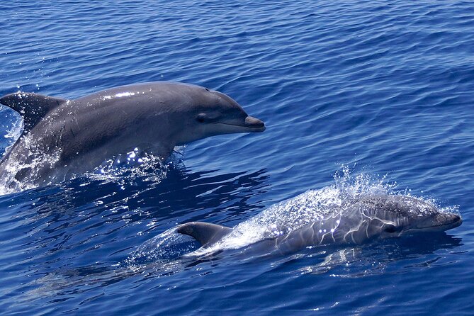 2 Hours Dolphin Watching Cruise in Muscat - Key points to know before you book