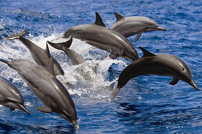 2 Hours Dolphin Watching Cruise in Muscat - The first stretch along Muscat’s coast