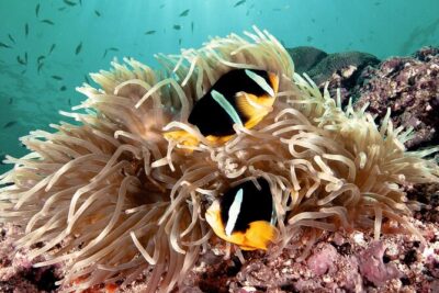 2 Hours Private Scuba Diving Activity in Qantab Beach