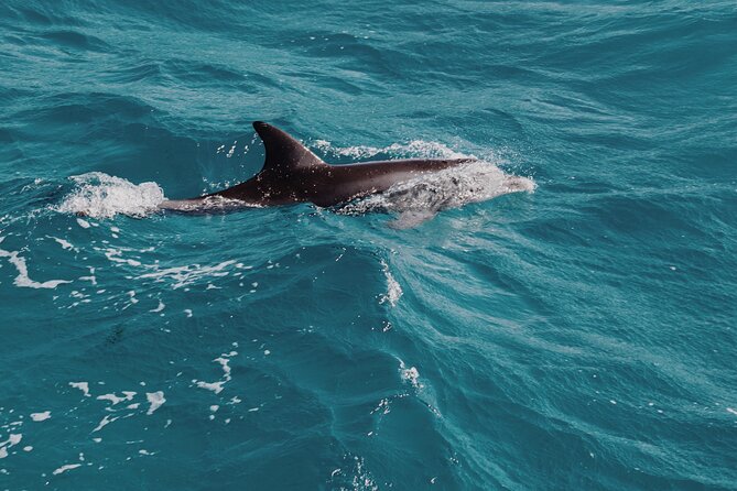 3-Hr Private Snorkeling and Dolphin Watching Tour at Muscat - Meeting the boat at 10:00 am in Muscat