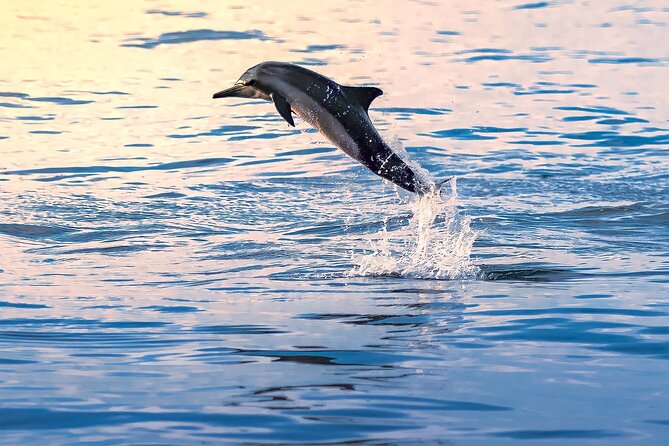 3-Hr Private Snorkeling and Dolphin Watching Tour at Muscat - Snorkeling over coral reefs and tropical fish