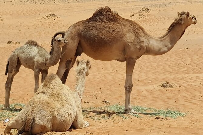 5-Days Private Oman Tour – Mountains, Deserts & Coastline - The Guides Are a Major Part of the Experience