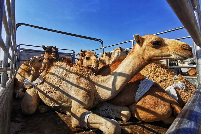 5 Hours of Salalah City Best | Private Tour - Souq Al Hafa: the most hands-on part of the day