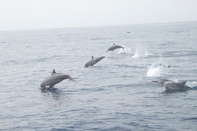Amazing Dolphin Watching Tour In Muscat - Key Points Before You Book