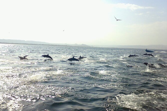 Amazing Dolphin Watching Tour In Muscat - Setting Out From Marina Bandar Al Rowdha at 10:00