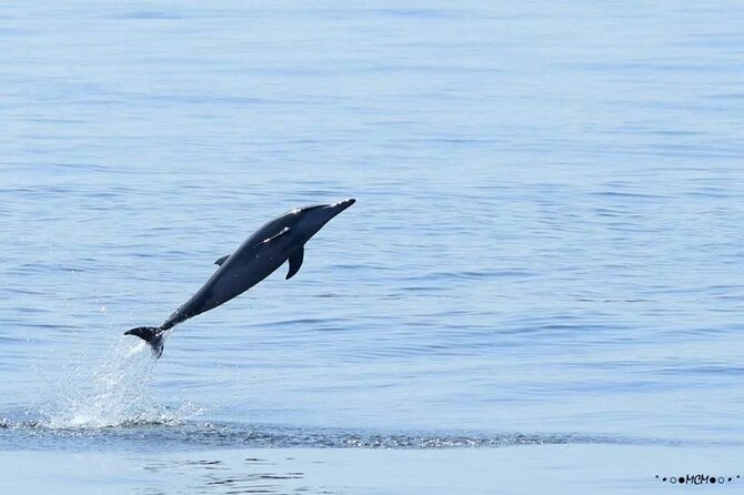 Amazing Dolphin Watching Tour In Muscat - Why the Coastal Views Add Real Value