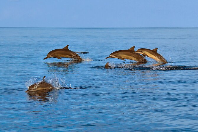 Amazing Dolphin Watching Tour In Muscat - Drinks, Comfort, and the No-Bathroom Warning