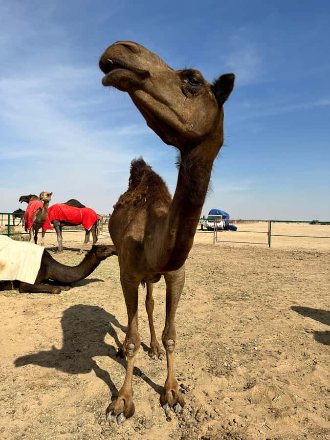Arabian 1001 Nights - Private Tent Safari Overnight - Bedouin dinner prepared at camp