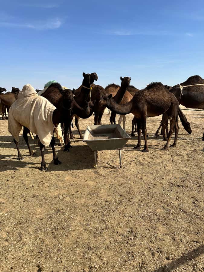 Arabian 1001 Nights - Private Tent Safari Overnight - Sunrise and breakfast in the sand