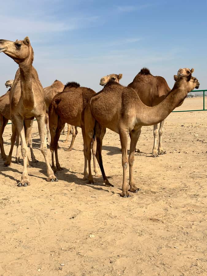 Arabian 1001 Nights - Private Tent Safari Overnight - Is $343 per person fair value?