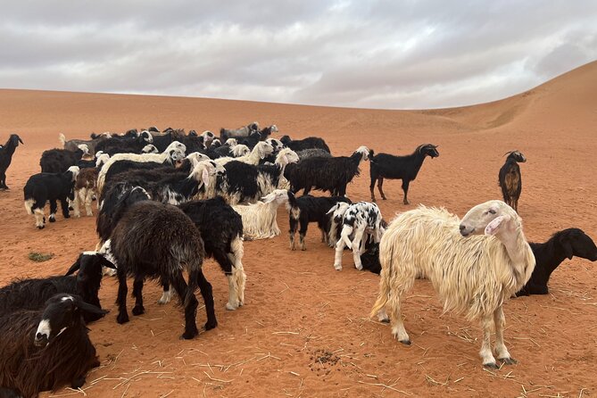 Bediyah: Under the Arabian starry sky - looking at the stars - Dinner, breakfast, and Bedouin hospitality