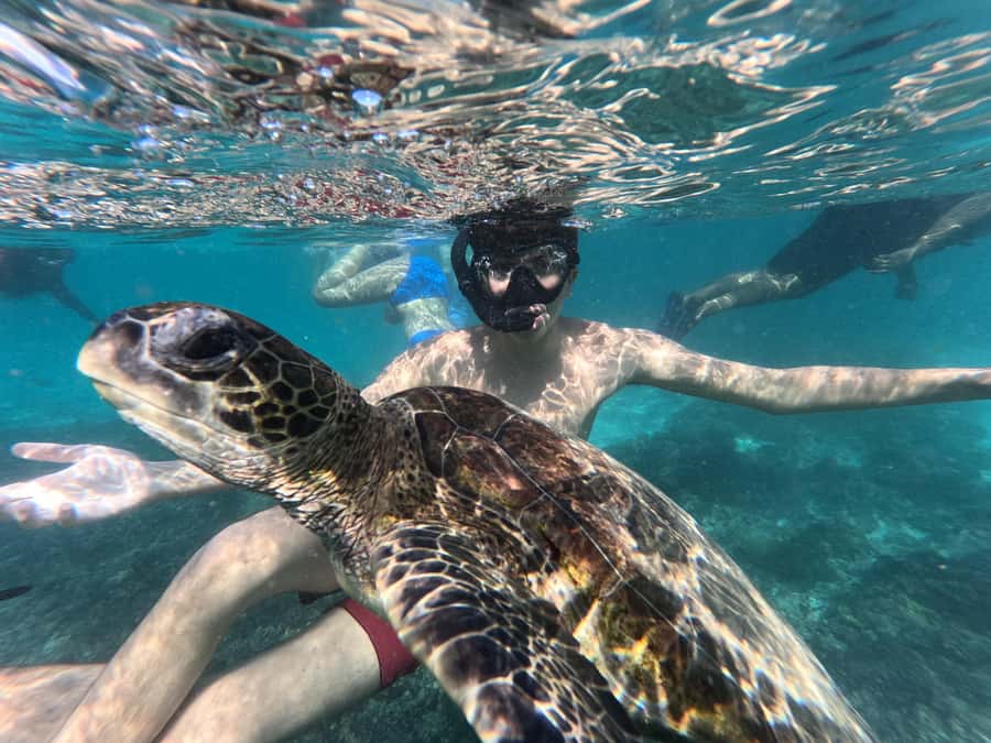 BlueWhale Oman: Swim with Turtles at Dimaniyat Islands - Coral Garden and Turtle Bay snorkeling