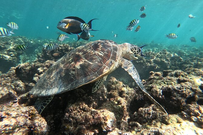 Cruises to Daymaniyat & Snorkeling - Snacks, drinks, and the practical value of $108