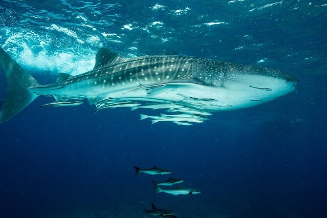 Daymaniyat island Natural Reserve and Dolphin Watching - A short ride around the islands