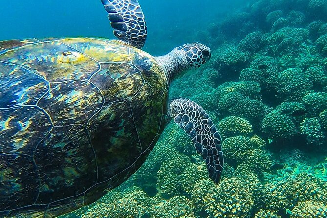 Daymaniyat island Natural Reserve and Dolphin Watching - Returning along Muscat’s coast