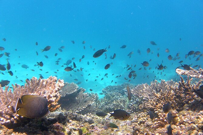 Daymaniyat island Natural Reserve and Dolphin Watching - Is $125 a fair price?