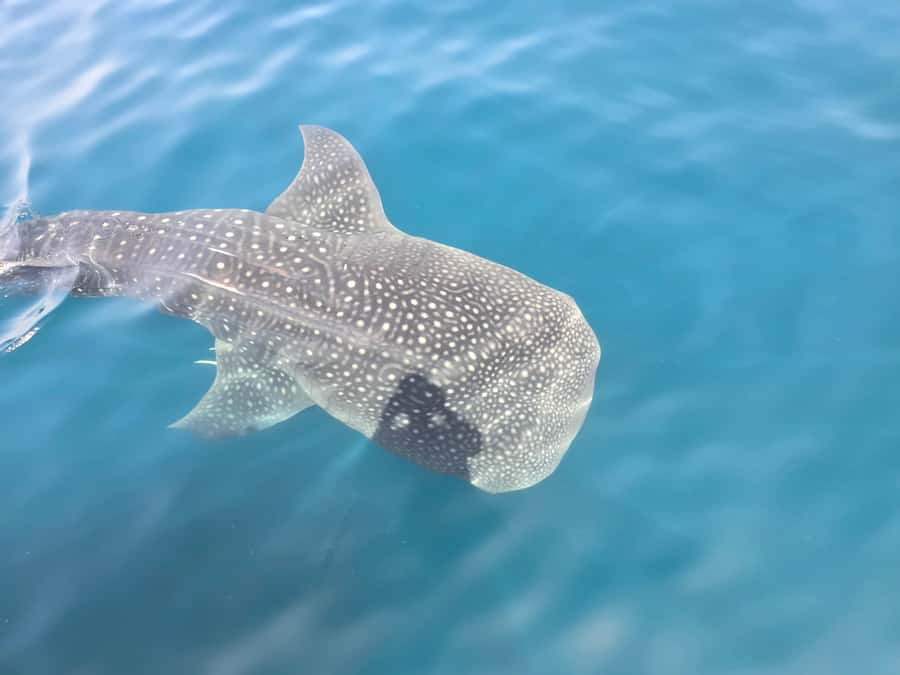 Daymaniyat Island: Snorkelling Tour with Tasty Lunch - What happens at the first snorkelling site