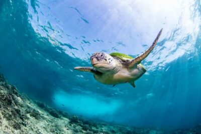 Daymaniyat Island: Snorkelling Tour with Tasty Lunch
