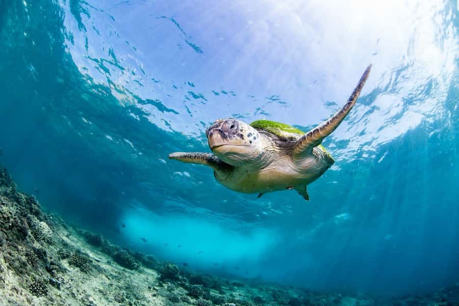 Daymaniyat Island: Snorkelling Tour with Tasty Lunch - Why Daymaniyat feels different from a standard beach trip