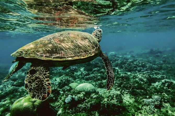 Daymaniyat Islands Oman Sharing Tour - What the Mamar boat experience adds