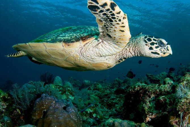 Daymaniyat Islands Oman Sharing Tour - A 45-minute ride toward the marine reserve