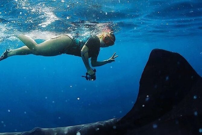 Daymaniyat Islands Snorkeling Half-Day Tour - Two snorkeling sessions around Ad Dimaniyat
