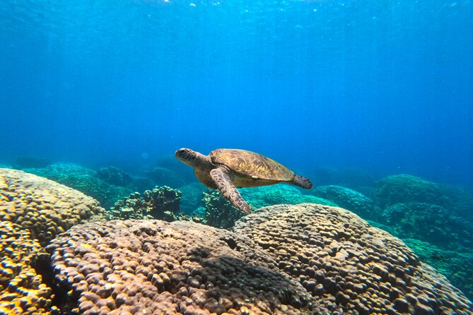 Daymaniyat Islands Snorkeling Sharing Trip - Finding turtles among coral and colorful fish