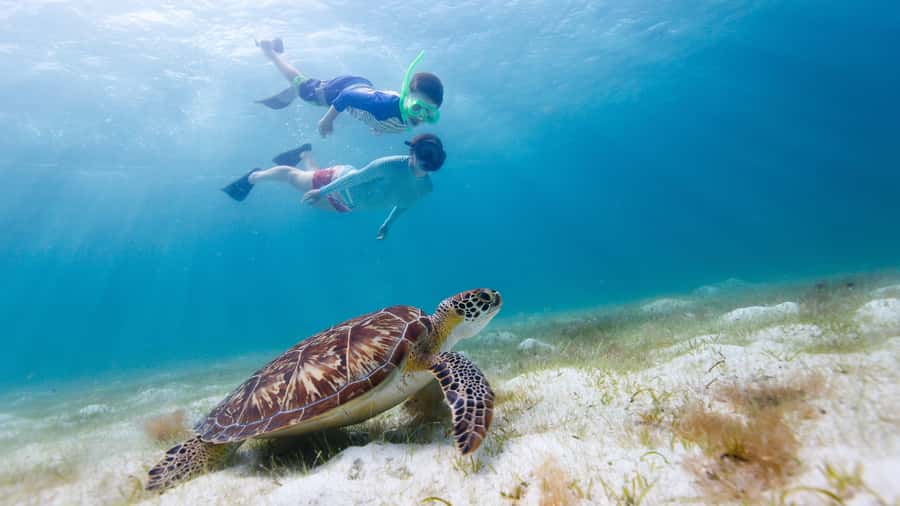 Daymaniyat Islands Snorkeling Small Group Turtles - Why Daymaniyat Islands Are Worth Your Morning