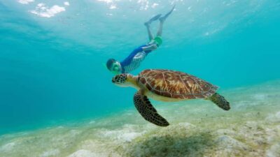 Daymaniyat Islands Snorkeling Small Group Turtles