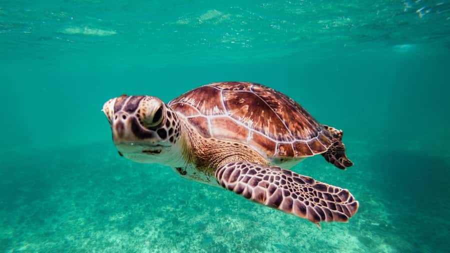 Daymaniyat Islands Snorkeling Small Group Turtles - What the $104 Price Really Includes