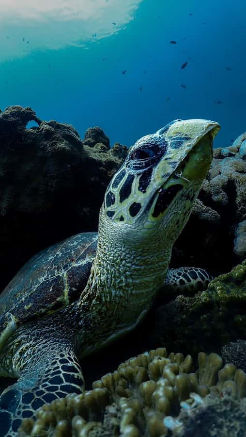 Daymaniyat Islands Snorkeling Small Group Turtles - Who Will Enjoy This Trip Most