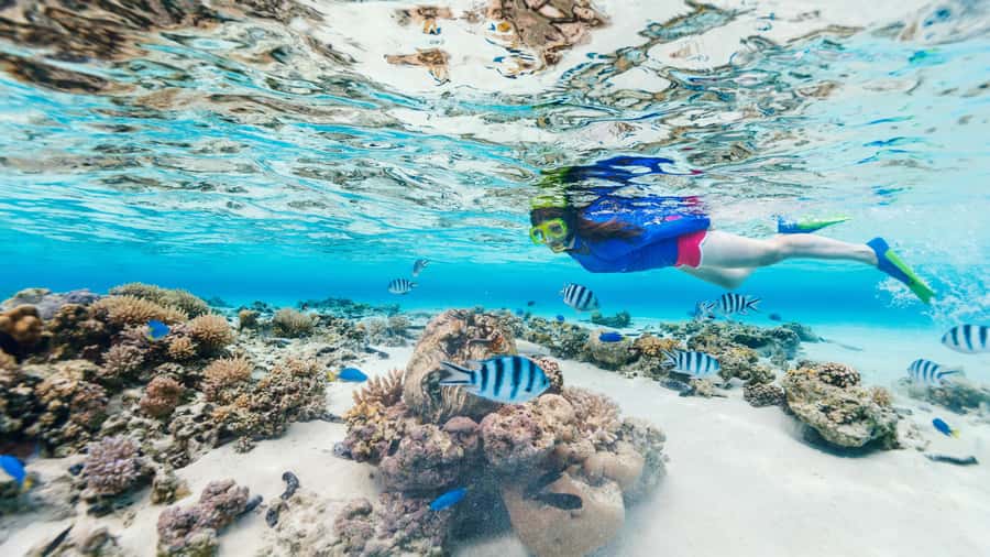 Daymaniyat Islands Snorkeling Small Group Turtles - Practical Tips Before You Go
