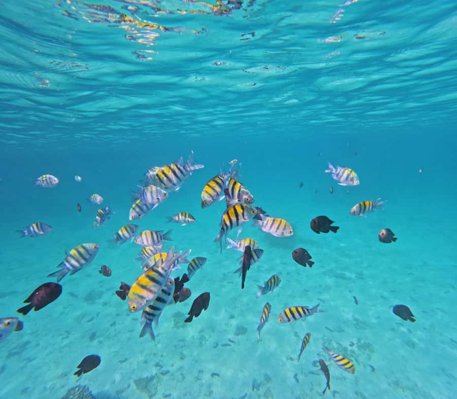 Daymaniyat Islands Snorkeling with GoPro - Key points at a glance
