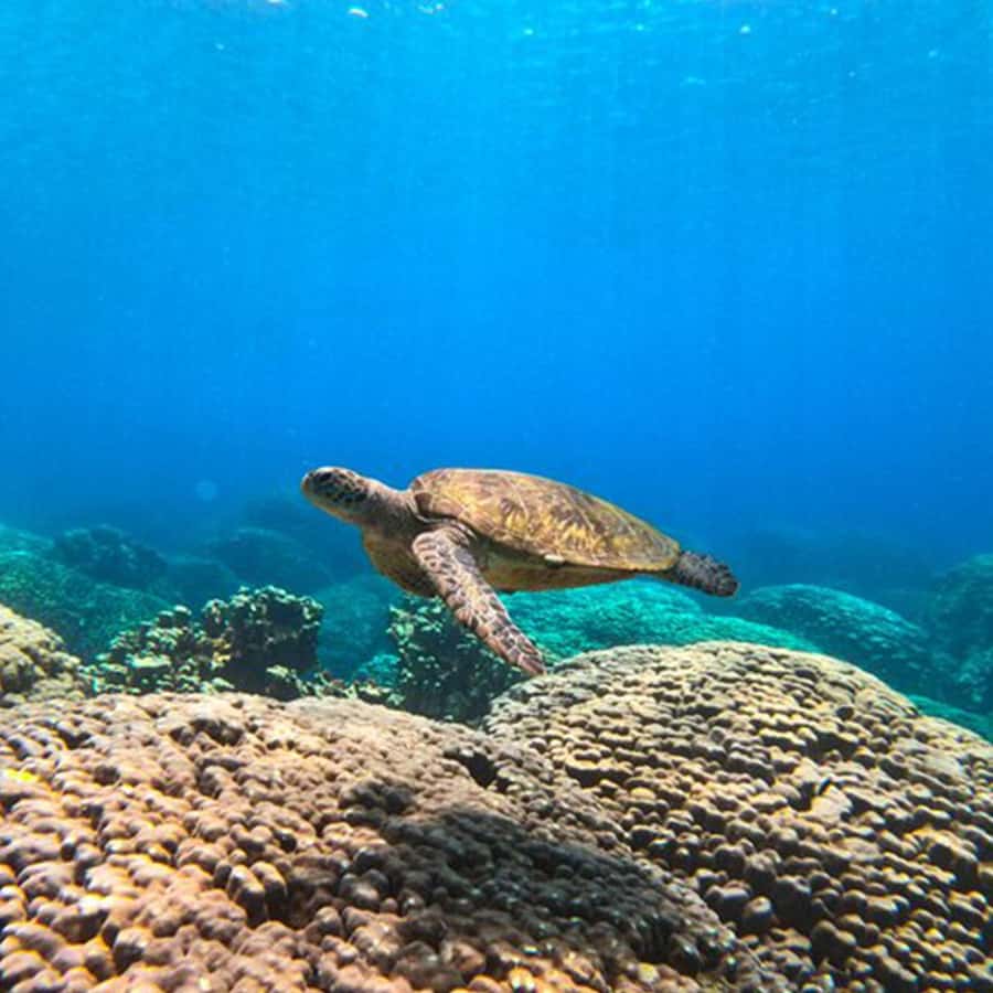 Daymaniyat Islands Snorkeling with Picnic Lunch - Key points to know before booking