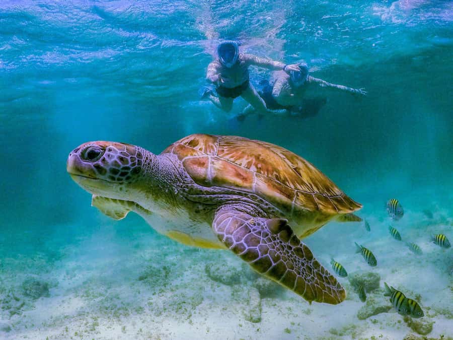 Daymaniyat Islands Snorkeling with Picnic Lunch - Coral Garden snorkeling and marine life