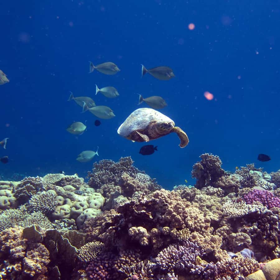 Daymaniyat Islands Snorkeling with Picnic Lunch - Jabal Kabeer and the first look at the islands