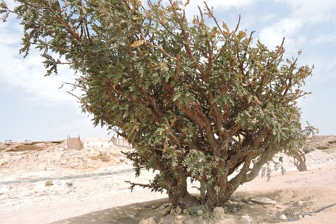 Desert Safari in Empty Quarter with Dune Bashing - Ubar, the city beneath the dunes