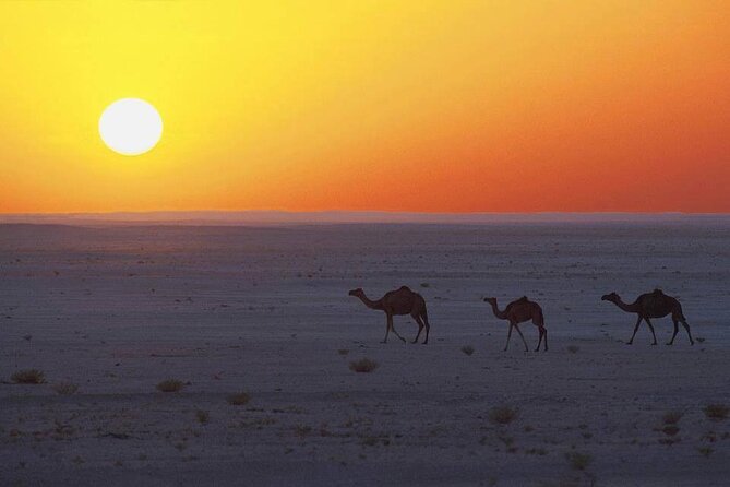 Desert Safari in Empty Quarter with Dune Bashing - Choosing between the morning and sunset timing