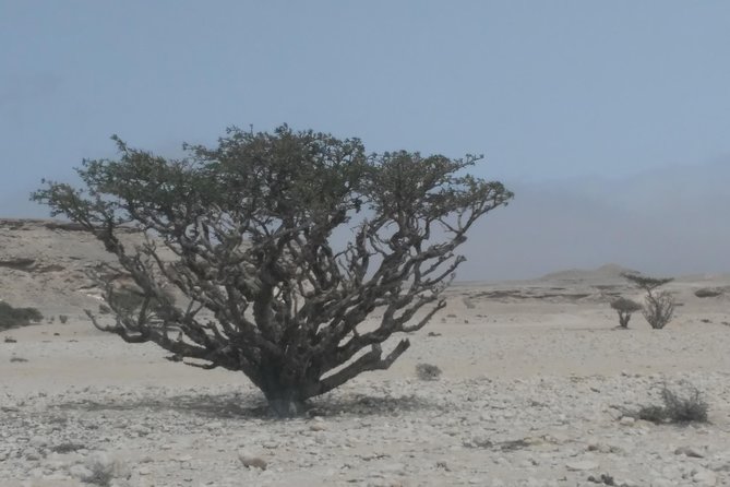 Desert Safari in the Rub al Khali - Who Will Enjoy This Most?