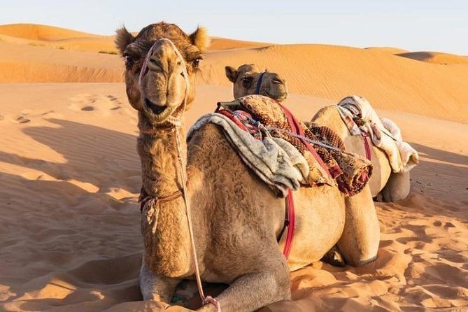 Desert Safari Sharing Tours - 4X4 or minivan: what the vehicle choice means