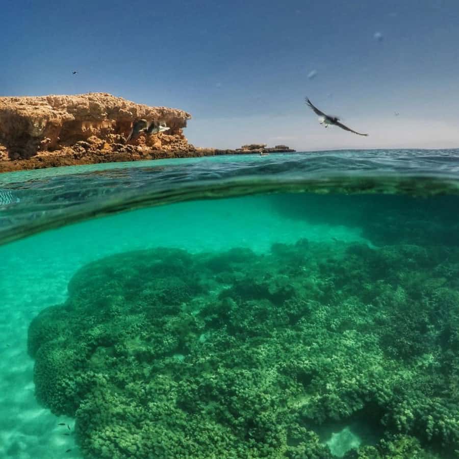 Dimaniyat Island Full Day Tour In Muscat - Who will enjoy this trip most