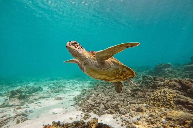 Dimaniyat Island Tour on Glass Bottom Boat (Muscat) - Snorkeling with turtles and tropical fish